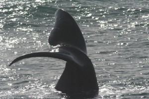 Go whalewatching on Brier Island