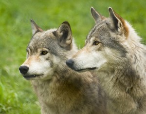 Wolves at the Shubenacadie Wildlife Park.