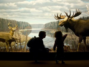 Explore the natural world with your kids at the Natural History Museum.
