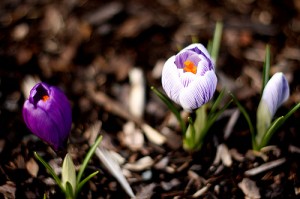 An early spring might bring crocuses in March. An early spring might bring crocuses in March.