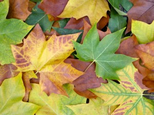 Fall colours fade in November Fall colours fade in November