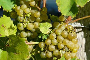 Winemaking is increasingly popular in Nova Scotia. Winemaking is increasingly popular in Nova Scotia.