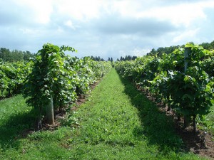 Grapes in a Malagash winery. Grapes growing in a Malagash vineyard.