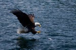 Bald eagles are often seen in Cape Breton.