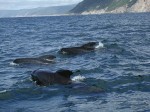 Pilot whales off the coast of Cape Breton