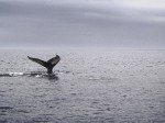 Spotting whales off Nova Scotia.