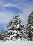 Winter trees laden with snow in the Annapolis Valley.